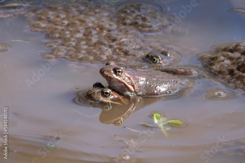 The common frog (Rana temporaria) reproduces in the spring in the mountains of Slovakia.