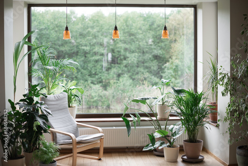 Fototapeta Naklejka Na Ścianę i Meble -  Home gardening. Cozy tropical home garden. Modern interior with indoor plants, monstera, palm trees. Urban jungle apartment. Biophilia design. Gardening, hobby concept