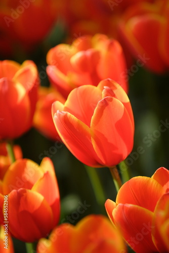 Beautiful red tulip 