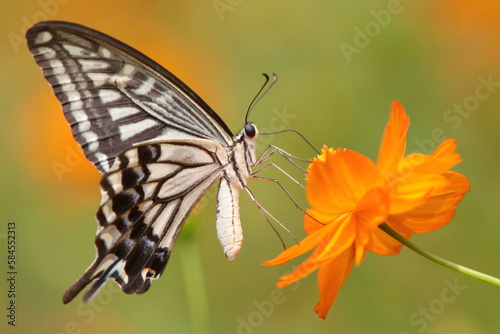 Swallowtail butterfly on orange cosmos