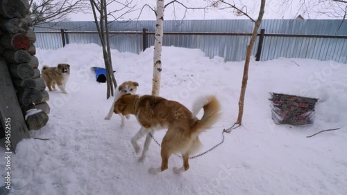 Western Siberia, Khanty-Mansi Autonomous Okrug: Russkinskaya village. Dogs in the yard of the house of reindeer herders of the Khanty people. photo