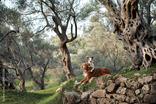 two dogs near the olive tree. Jack Russell Terrier and Nova Scotia Retriever in an grove in nature. Pet in park 