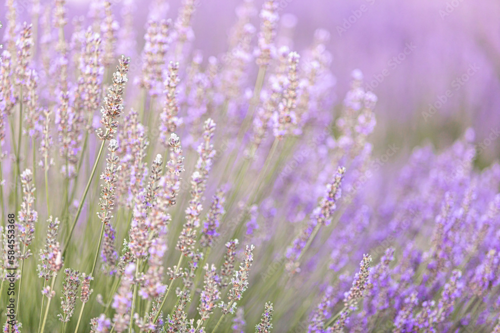 Obraz premium Lavender bushes closeup on sunset. Sunset gleam over purple flowers of lavender. Provence region of France.