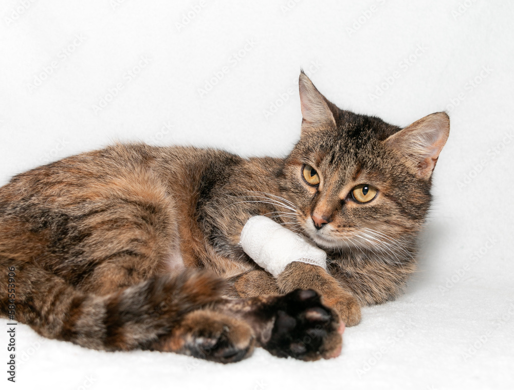 Gray cat with a bandaged paw. Veterinary care for animals. Treatment of a cat with a broken paw. The concept of Animal Treatment by a veterinarian in a veterinary clinic.