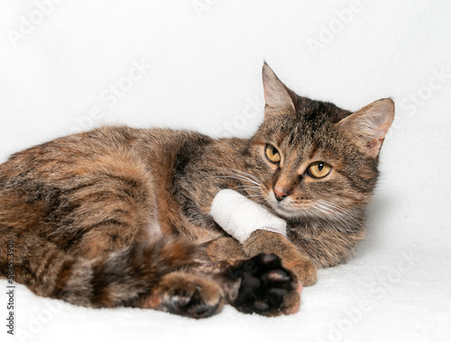 Obraz na płótnie Gray cat with a bandaged paw. Veterinary care for animals. Treatment of a cat with a broken paw. The concept of Animal Treatment by a veterinarian in a veterinary clinic. w salonie