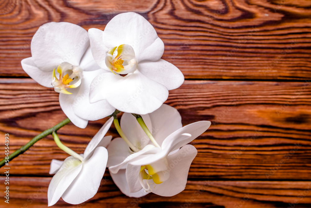 A branch of white orchids on a brown wooden background