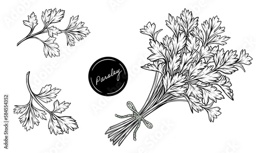 Set of parsley bunch tied with a ribbon hand drawn line art vector illustration photo