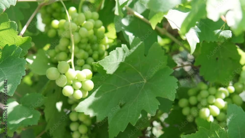 Close up branch of green grapes from vines during wine harvest in Italian Vineyard. Close up branch of green grapes from vines during wine harvest in Italian Vineyard.
