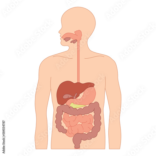 Human Digestive System Diagram | Science Diagram for Digestive System | Human Body | Human Organ | Science Medical Illustration for Digestive System Organ