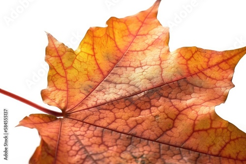 close up of maple leaf