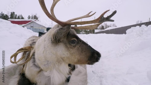 Western Siberia, Khanty-Mansi Autonomous Okrug, Russkinskaya village: bound reindeer lie on a sled. photo