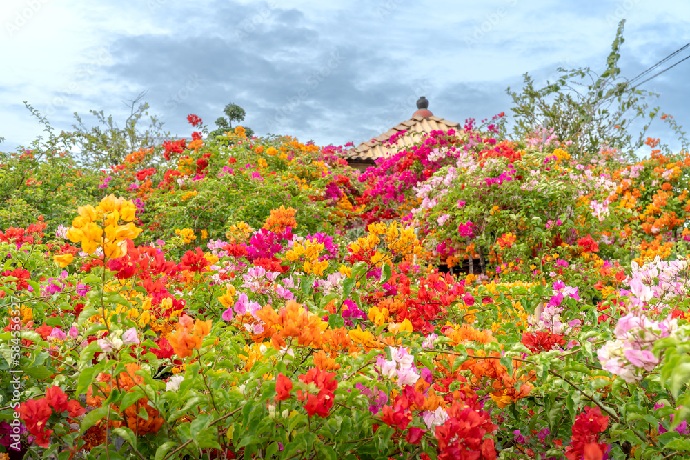 Blooming bougainvillea pots of farmers preparing for the Lunar New Year in Sa Dec city, Dong Thap province, Vietnam