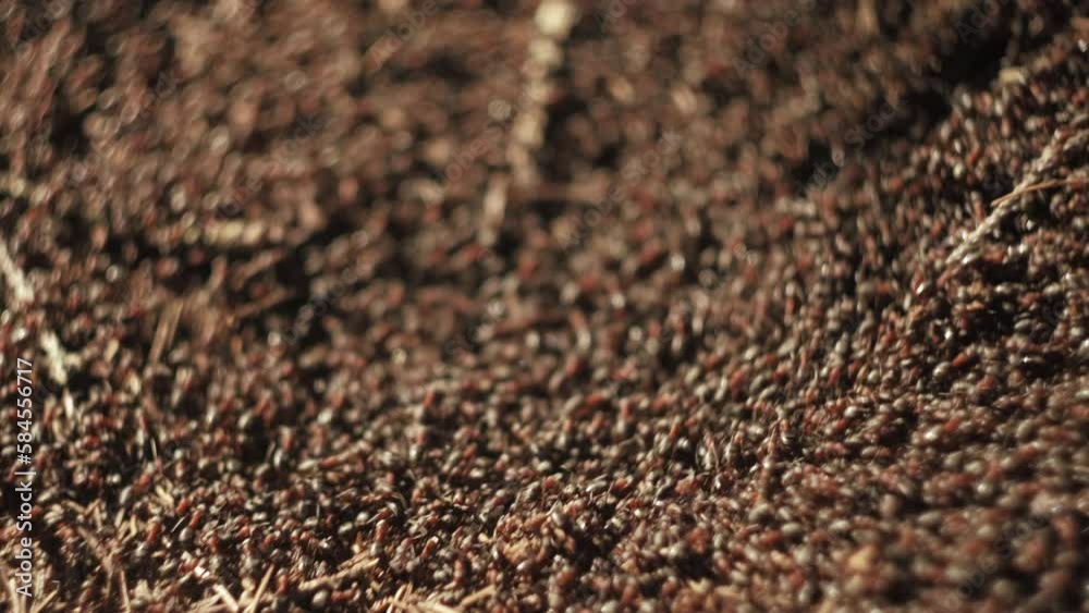 Selective focus of work and life of forest ants in an anthill at spring or summer day. Anthill is teeming with ants. Animal insect wildlife and nature concept Selective focus of work and life of forest ants in an anthill at spring or summer day. Anthill is teeming with ants. Animal insect wildlife and nature concept
