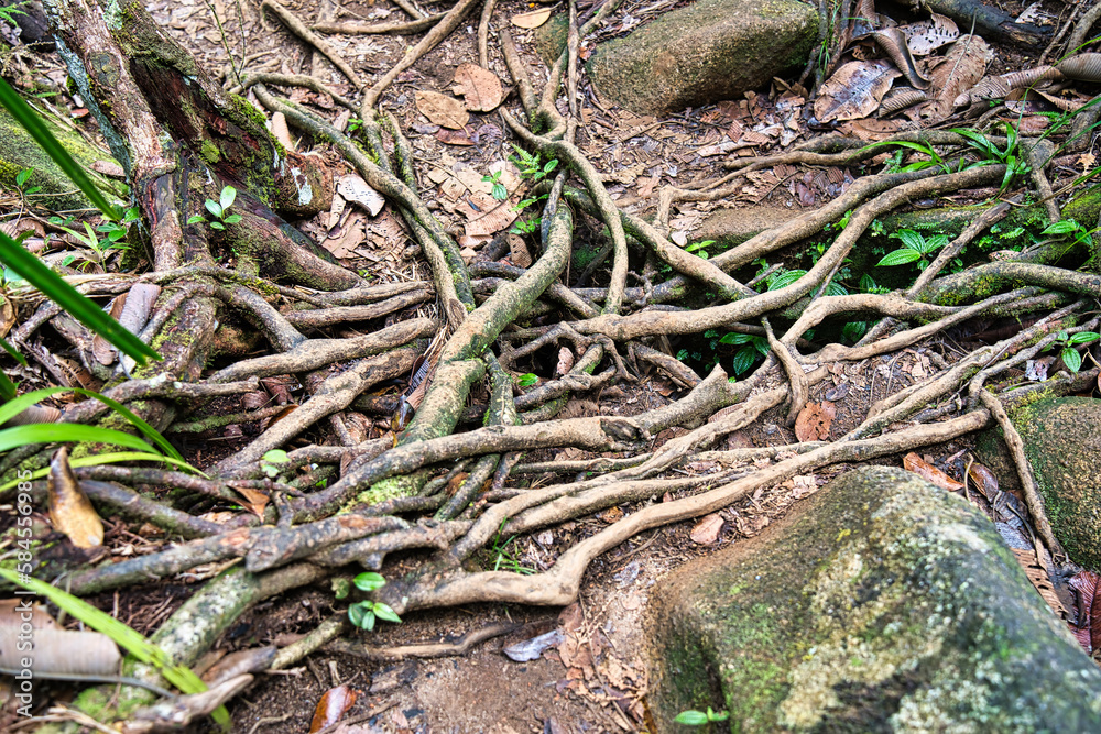 Copolia trail roots withing the foothpath of the trail, Mahe Seychelles Copolia trail roots withing the foothpath of the trail, Mahe Seychelles