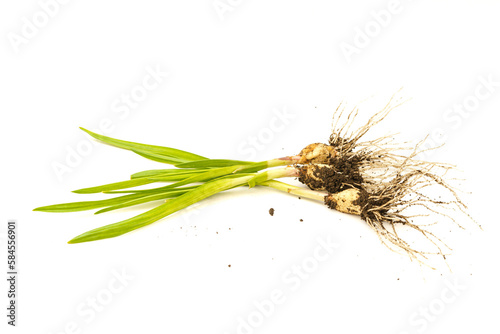 Fresh garlic sprouts on white background