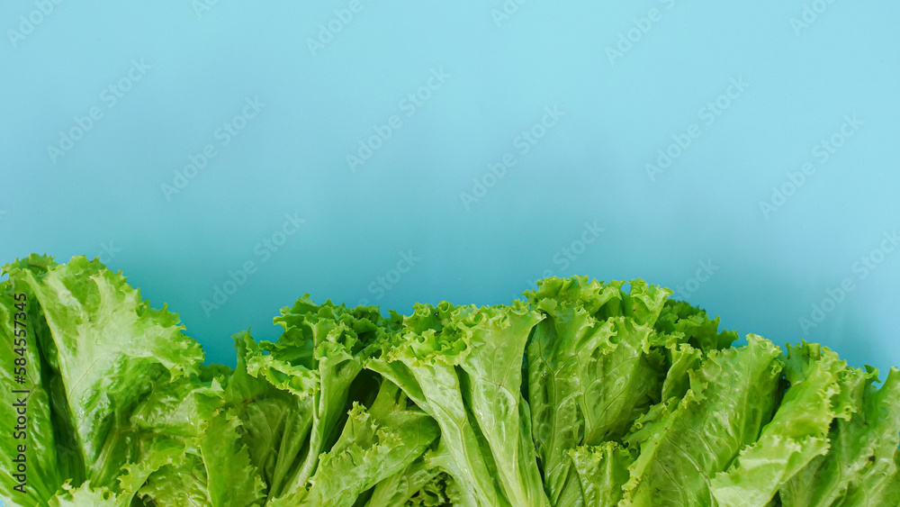 fresh lettuce leaves with copy space isolated on blue background. health background concept - obrazy, fototapety, plakaty 