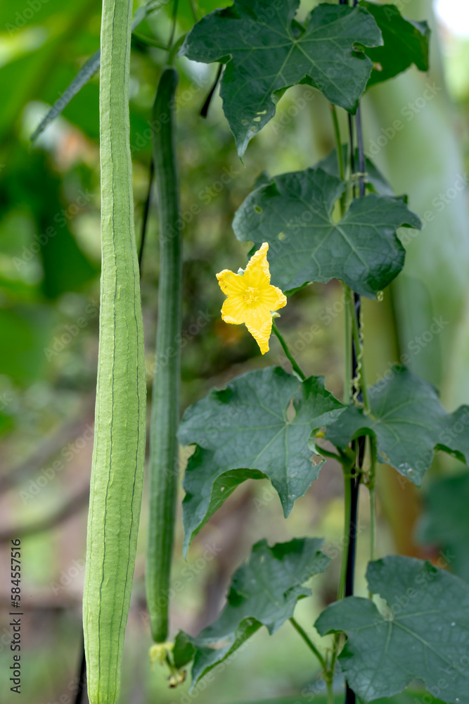 Vegetable garden in the harvest season with the gourds hanging on the rig as the beautiful gourd vase in the garden Vegetable garden in the harvest season with the gourds hanging on the rig as the beautiful gourd vase in the garden