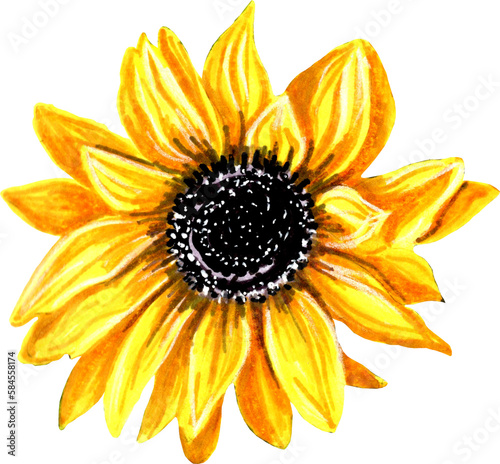 Drawing of yellow sunflower isolated on white background. JPEG floral botanical illustration.