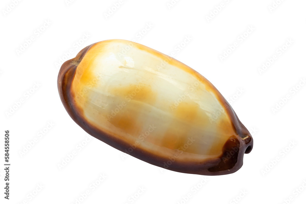Cypraea talpa shell isolated on white background Cypraea talpa shell isolated on white background
