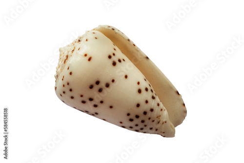 Conus parvatus shell isolated on white background photo