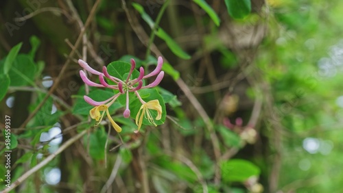 Beautiful Fragile Flower of Etruscan Honeysuckle Outdoor Decorative Plant Lonicera Etruscan