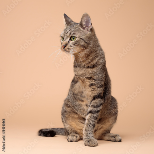 cat, pet, animal, pets, feline, cute, tabby, kitty, fur, handicap