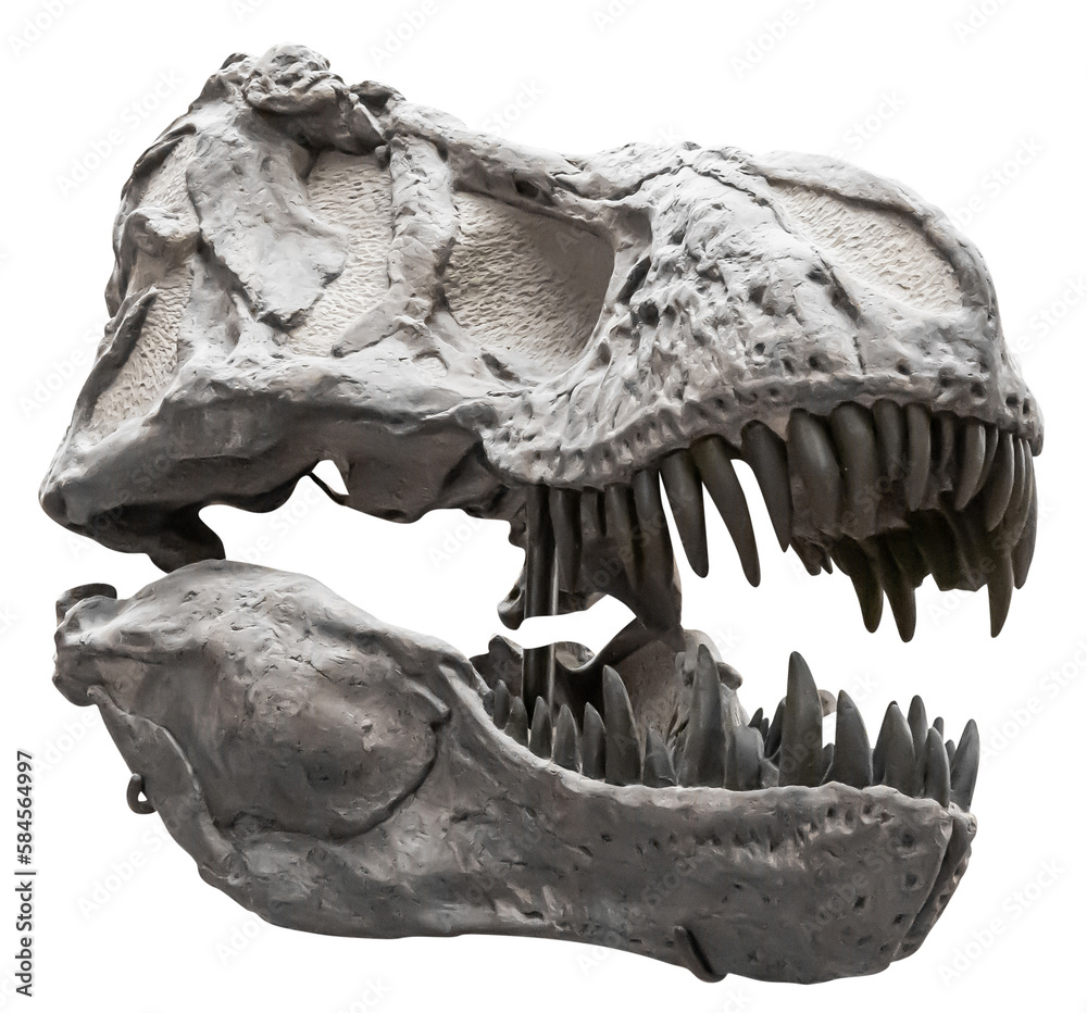 Naklejka premium Isolated PNG cutout of a tyrannosaurus rex skull, this dinosaur image is on a transparent background, ideal for photobashing, matte-painting, concept art