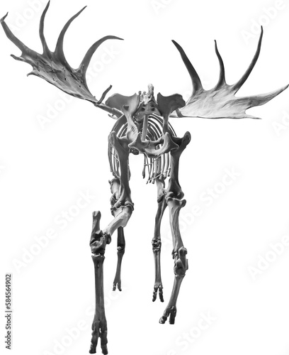 Isolated PNG cutout of a megaloceros giganteus skeleton, this dinosaur image is on a transparent background, ideal for photobashing, matte-painting, concept art photo