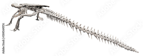 Isolated PNG cutout of a sarcosuchus imperator skeleton, this dinosaur image is on a transparent background, ideal for photobashing, matte-painting, concept art photo