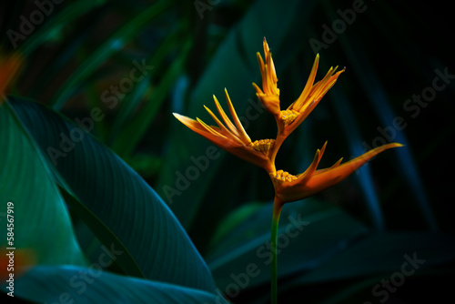 Strelitzia retinae, Bird of paradise foliage (Heliconia leaf),Tropical leaves The foliage in the tropical forest is refreshing, the banana leaves have a dark dark botanical color. Vintage.
