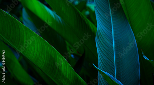 Banana leaves,Tropical leaves The foliage in the tropical forest is refreshing, nature background dark green, the banana leaves have a dark dark botanical color, Vintage.