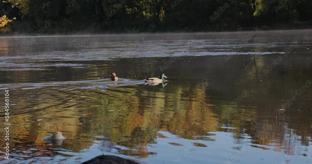 A little fog on the river in the autumn season, fog on the surface of the river in the autumn season during the sunny dawn A little fog on the river in the autumn season, fog on the surface of the river in the autumn season during the sunny dawn