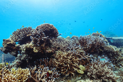 Beautiful underwater corals of the Andaman Sea in Thailand.