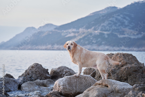 happy dog on a stone on the sea. Cute pet couple. fawn Labrador Retriever in nature.