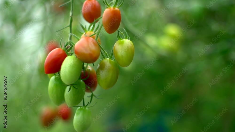 Organic red and green cherry tomatoes hanging on tomato vine plant in green house, filmed as slow motion close up titling down and up Organic red and green cherry tomatoes hanging on tomato vine plant in green house, filmed as slow motion close up titling down and up