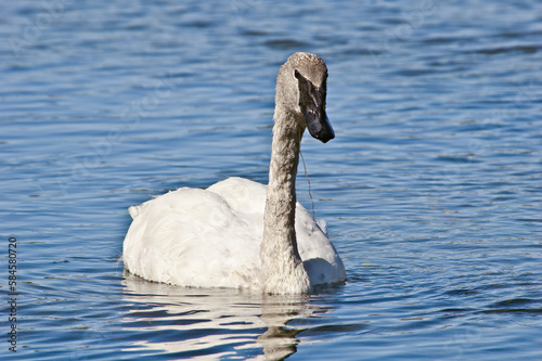 Trumpeter Swan (Cygnus buccinator) in Yellowstone National Park, USA photo