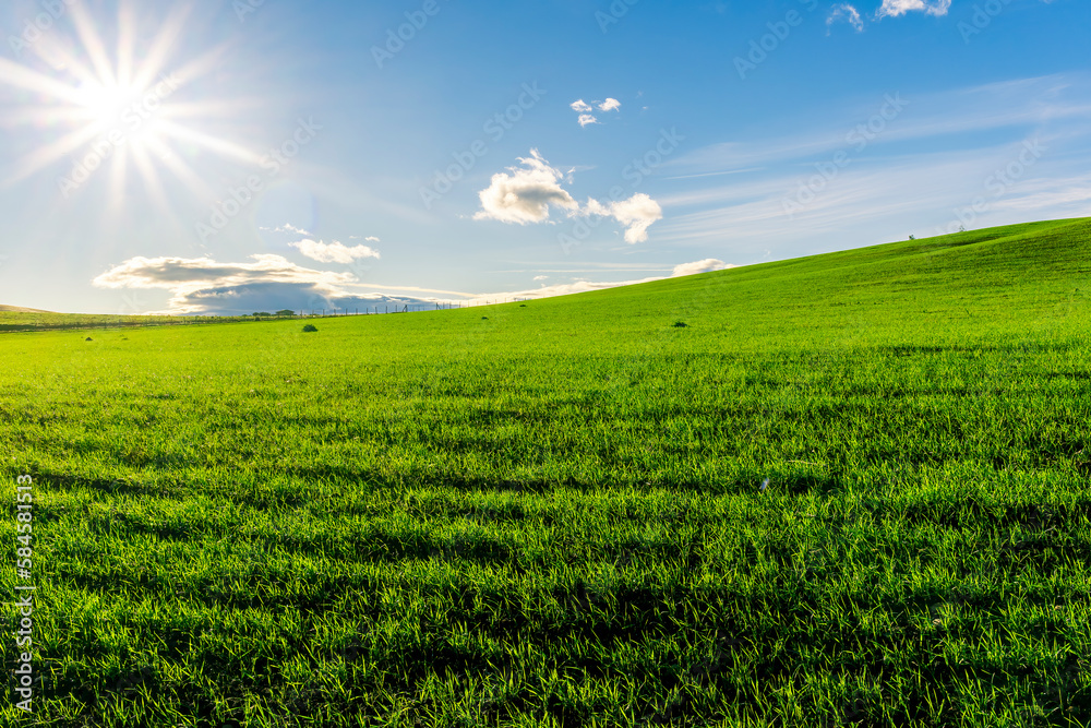 Naklejka premium Scenic view at beautiful spring sunset in a green shiny field with green grass and golden sun rays, deep blue cloudy sky on a background , forest and country road, summer valley landscape