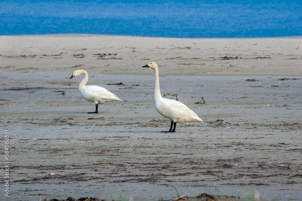 Bewick's Swans (Cygnus bewickii) in Barents Sea coastal area Bewick's Swans (Cygnus bewickii) in Barents Sea coastal area