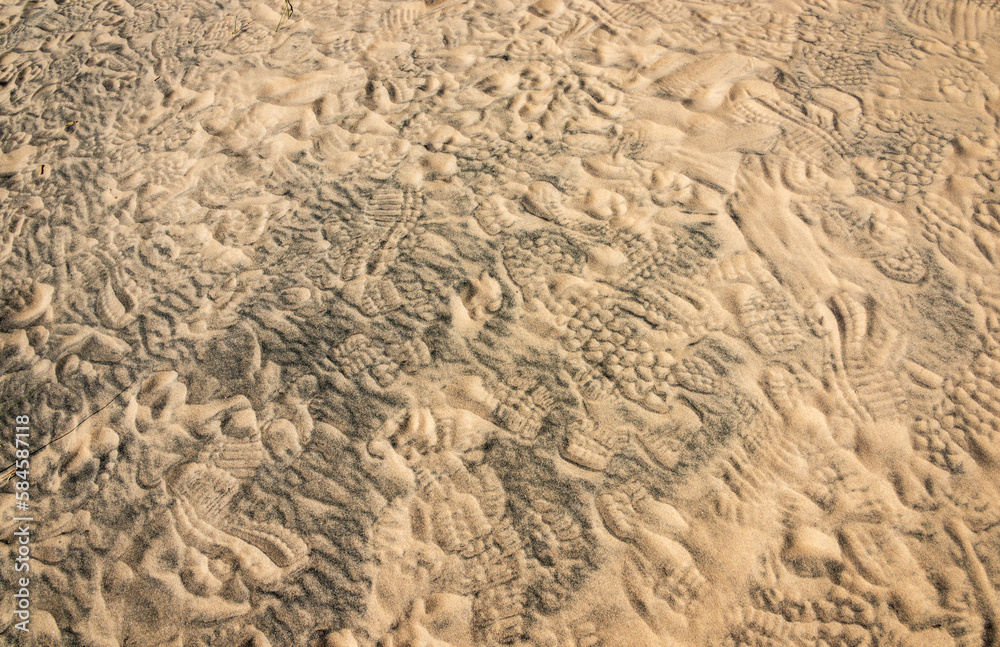 Arid Desert Dunes at Mojave National Preserve