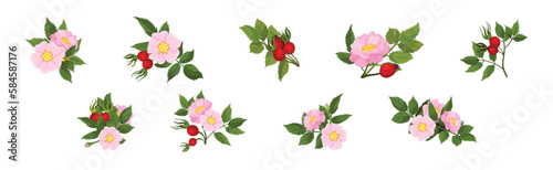 Tender Pink Flowers of Rosa Canina or Dog Rose Plant with Mature Red Rose Hips Vector Set
