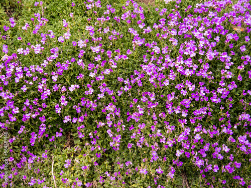 Aubrieta violet flowers with green leaves ornamental texture