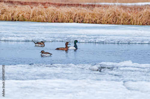 Pair of the Greater Scaup (Aythya marila) and Long-tailed Duck (Clangula hyemalis) in Barents Sea coastal area