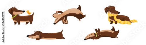 Cute Dachshund Character with Long Body and Collar Vector Set