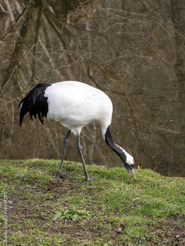 Red-crowned crane  Grus japonensis  picks food from the lawn.