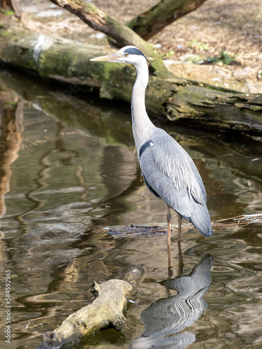 A gray heron  Ardea cinerea  stands in the water and stalks its prey