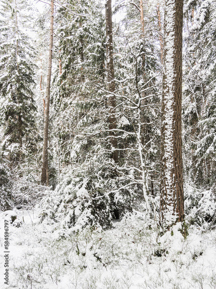 Fototapeta premium A Tranquil Winter Wonderland in Sweden.