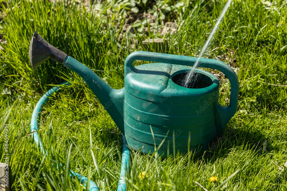 a woman pours liquid mineral fertilizer into a watering can for garden plants a woman pours liquid mineral fertilizer into a watering can for garden plants