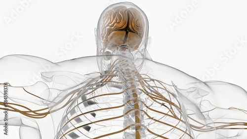 Human brain anatomy for medical concept 3D rendering photo