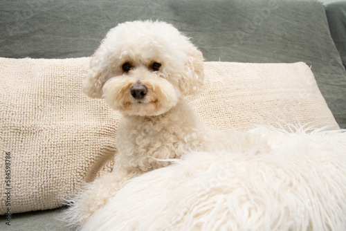 hypoallergenic poodle puppy dog sitting on sofa furniture at home interior
