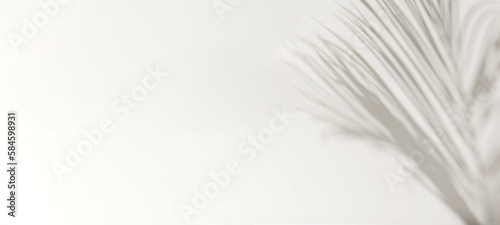 Close up of soft and beautiful foliage dappled sunlight of tropical palm tree leaf shadow on white wall for luxury product display, interior design decoration background 3D